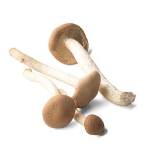 Global Caned Mushroom Market