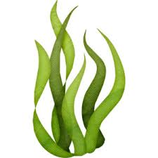 Global Commercial Seaweed Market