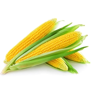 Global Corn Seeds Market