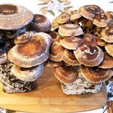Global Mushroom Market