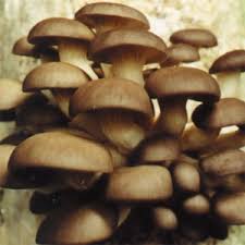 Global Oyster Mushroom Market