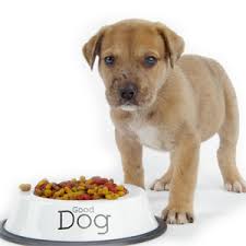 Global Prescription Pet Food Market