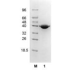 Global Technical Enzymes Market